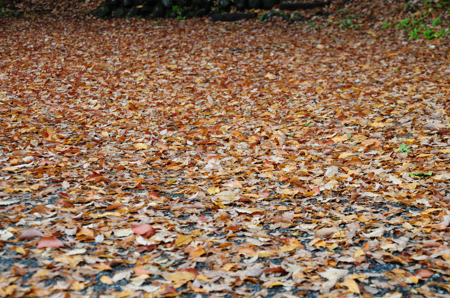 DSC_4869.jpg