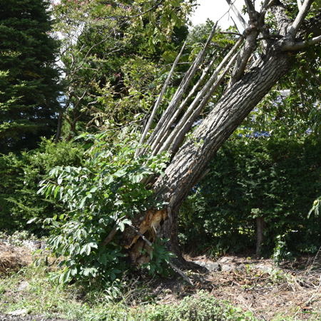 DSC_7284.JPG